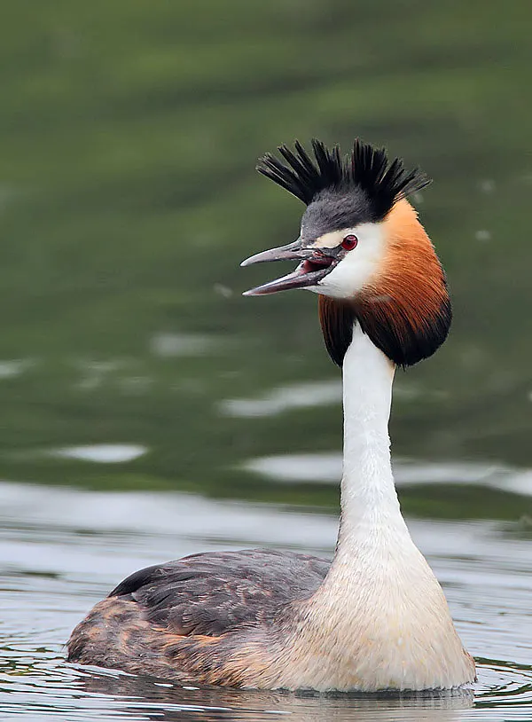 Podicipedidae