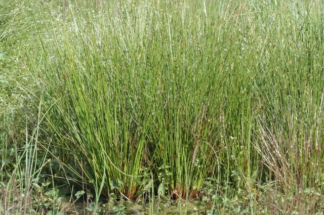 Juncus