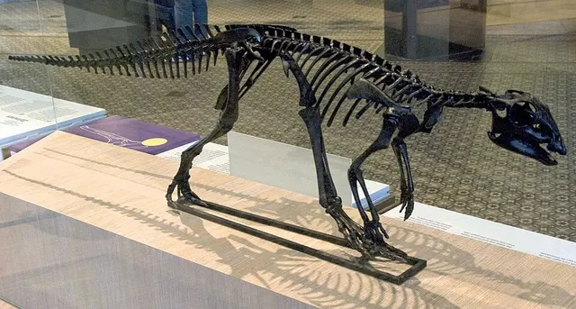 Hypsilophodon