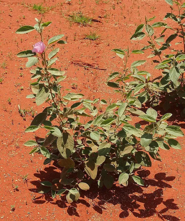 Gossypium australe