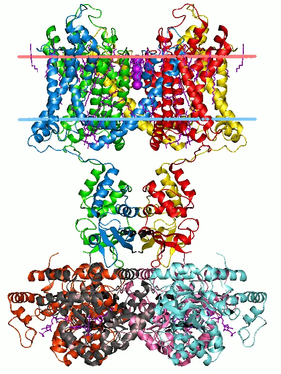 Potassium channel