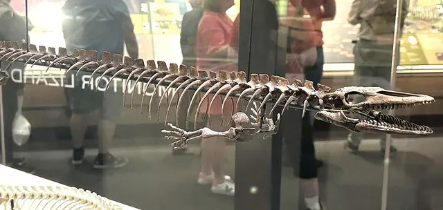 Dallasaurus