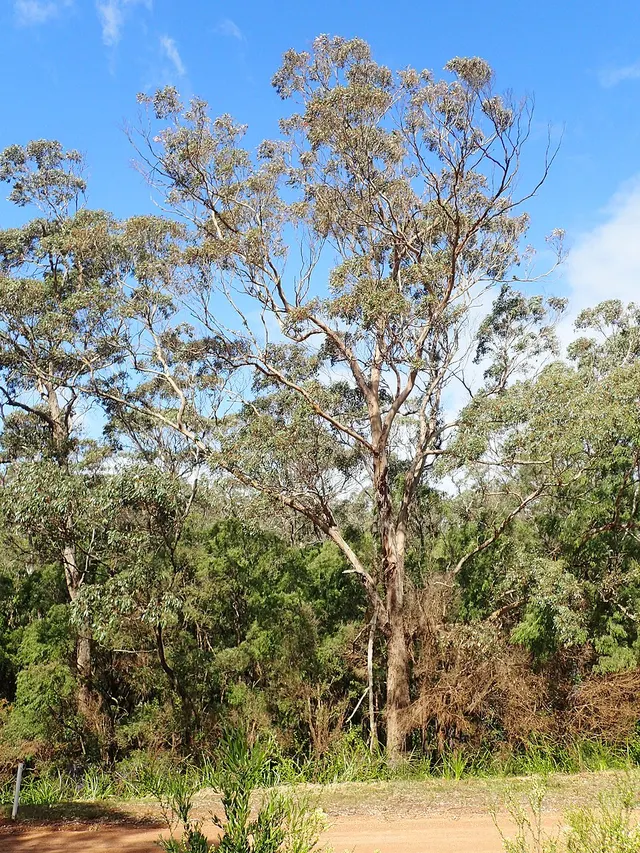 Eucalyptus cornuta