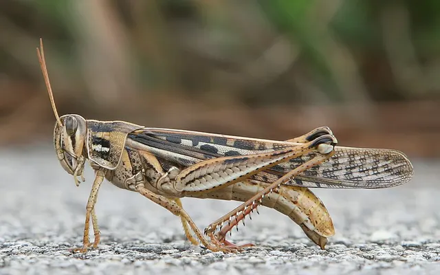 Grasshopper