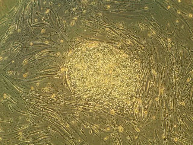 Cellules souches embryonnaires