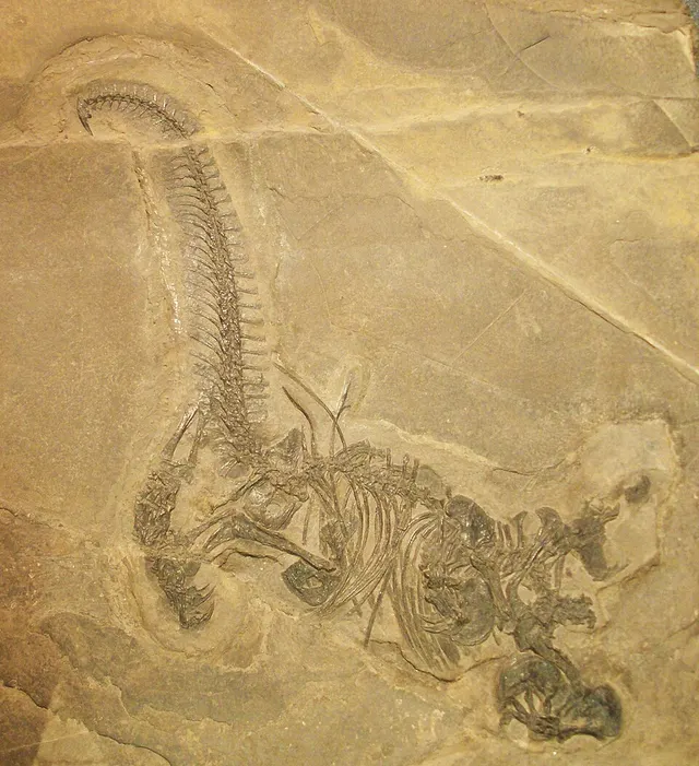 Drepanosauromorpha