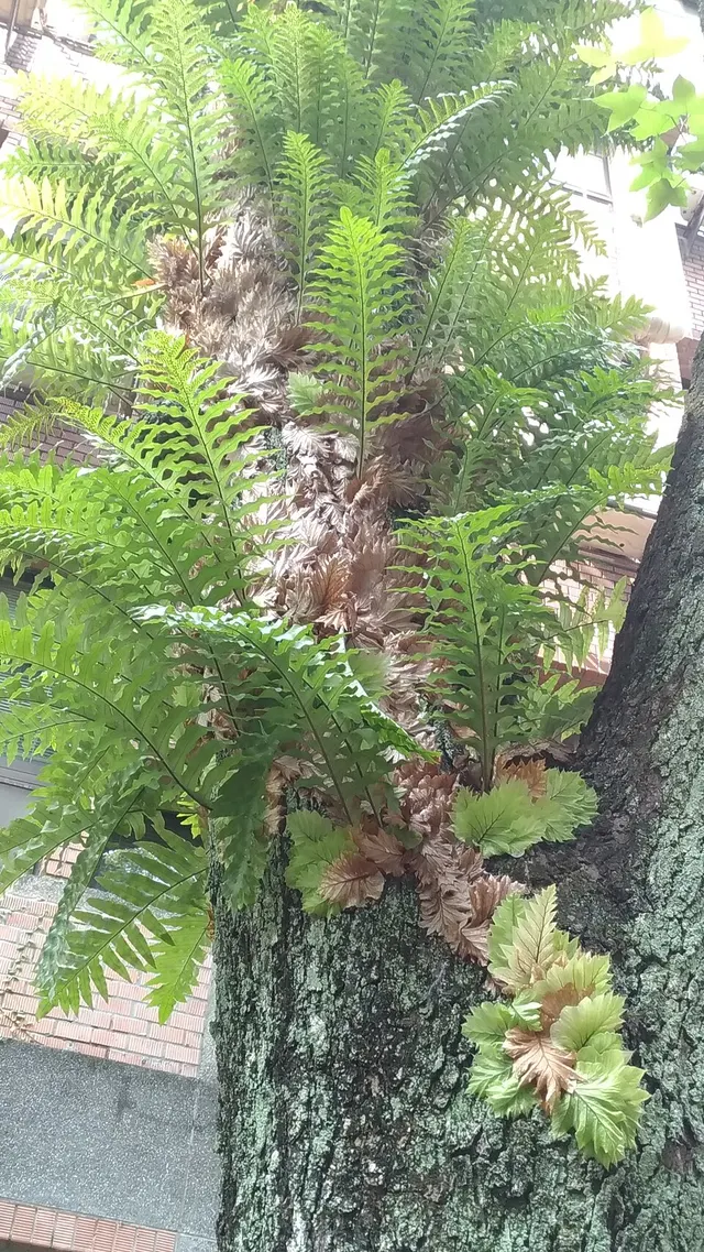 Drynaria roosii