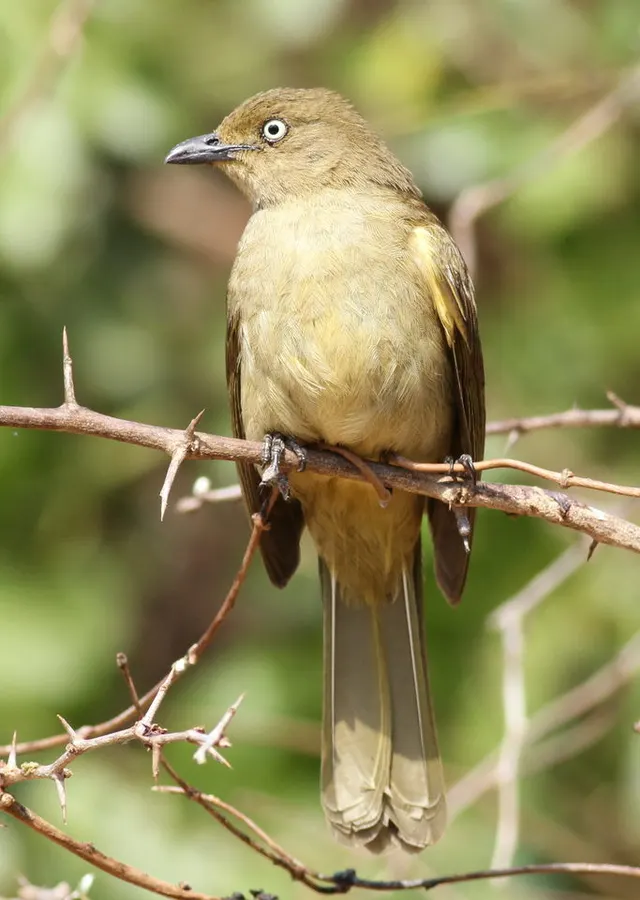 Bulbul importun