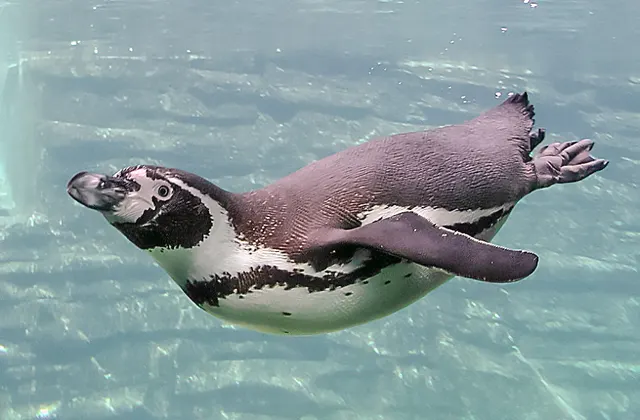 Flipper