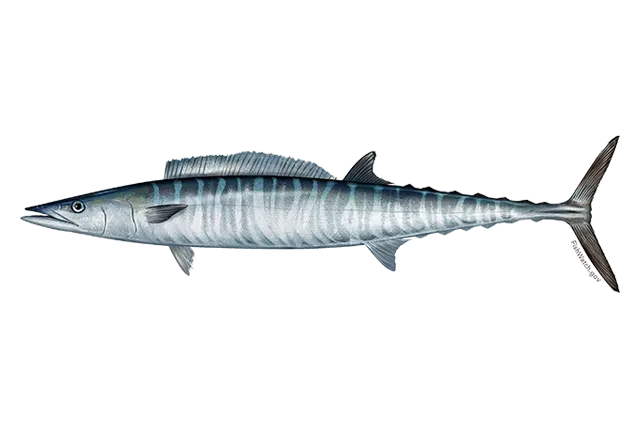 Wahoo