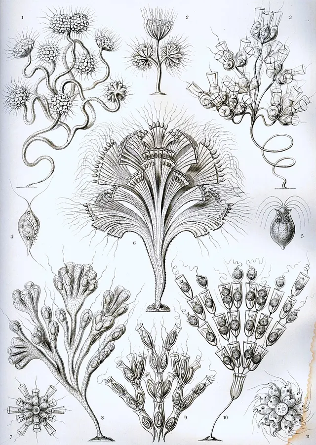 Flagellate