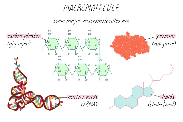 Macromolécule