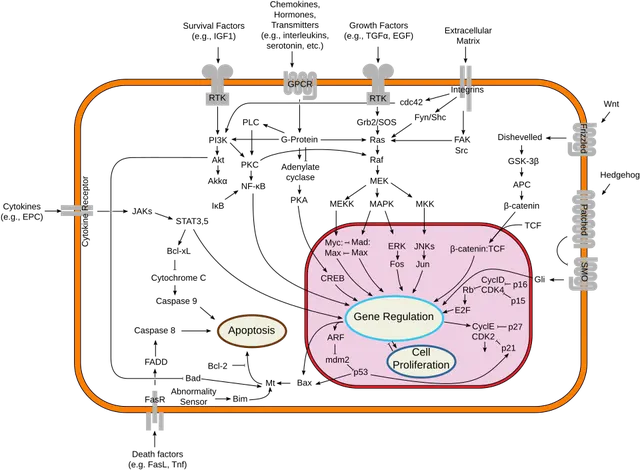 Mort cellulaire