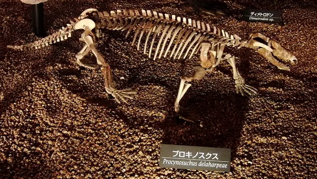 Histoire évolutive des mammifères