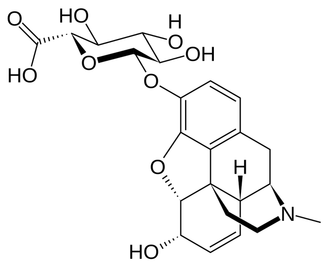Morphine-3-glucuronide