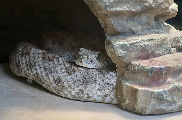 Crotalus atrox tortugensis