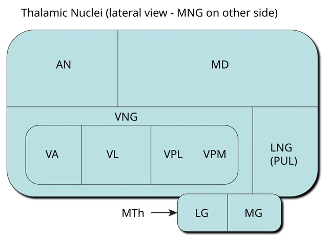 Ventral posterolateral nucleus