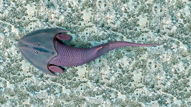 Ostracoderm