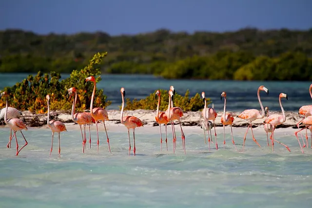 List of birds of the Bahamas