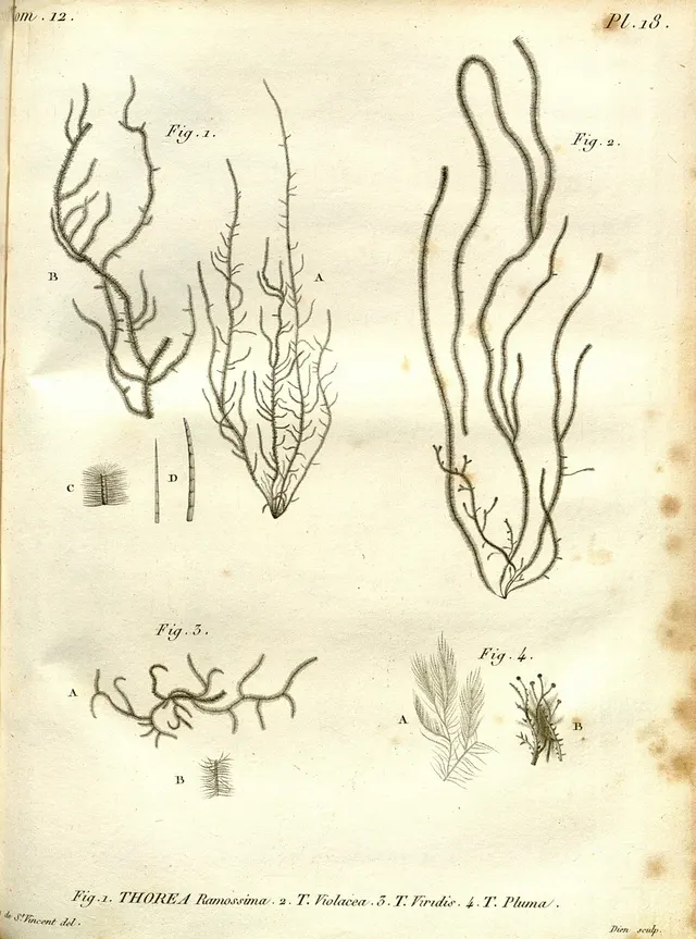 Thorea