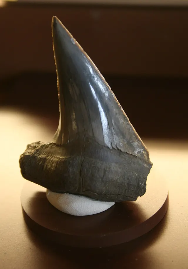 Cretoxyrhina