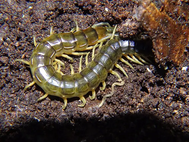 Cormocephalus