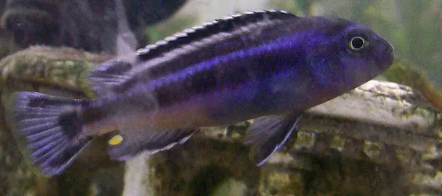 Pseudotropheus johannii