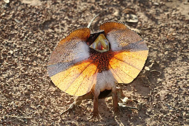 Lézard à collerette