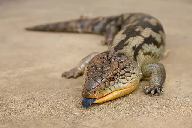 Tiliqua