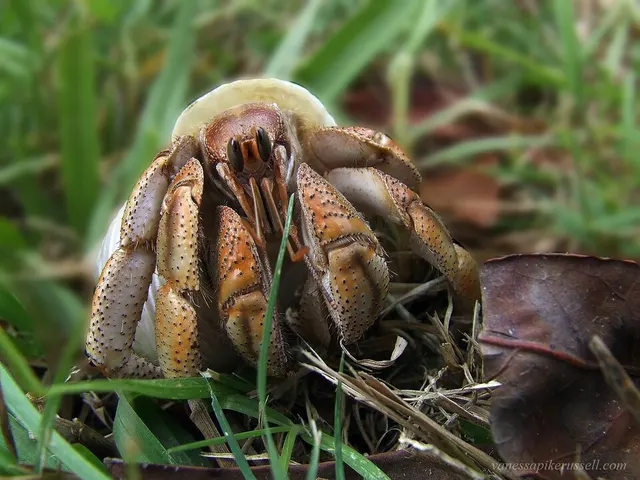 Australian land hermit crab