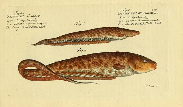 Banded knifefish