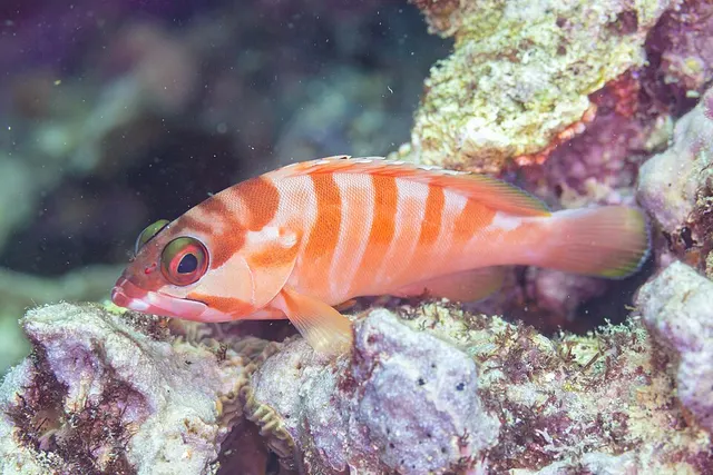 Blacktip grouper