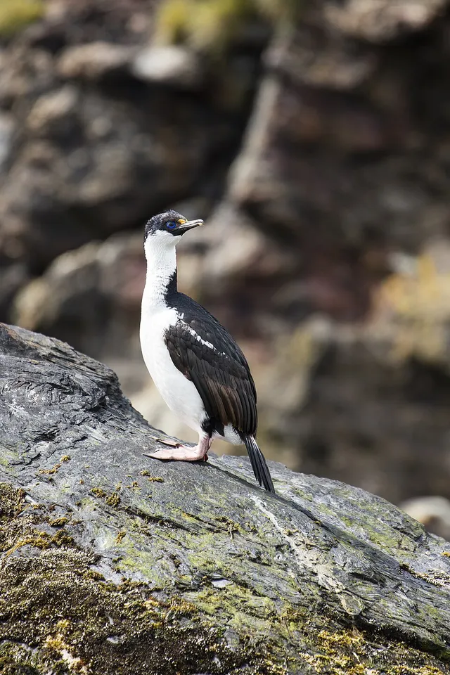 Blue-eyed shag