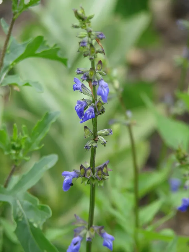 Salvia arizonica