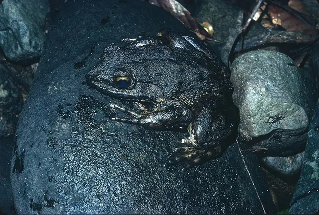 Conraua goliath