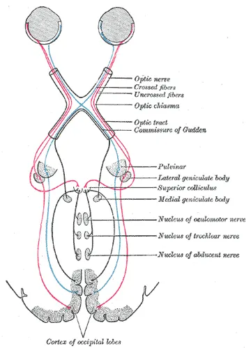 Anopsia