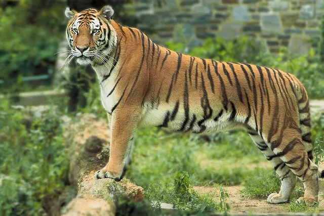 Felidae