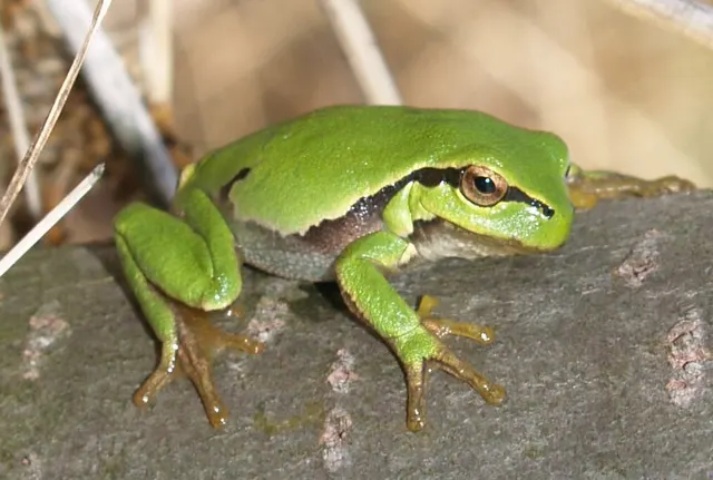 Hylidae