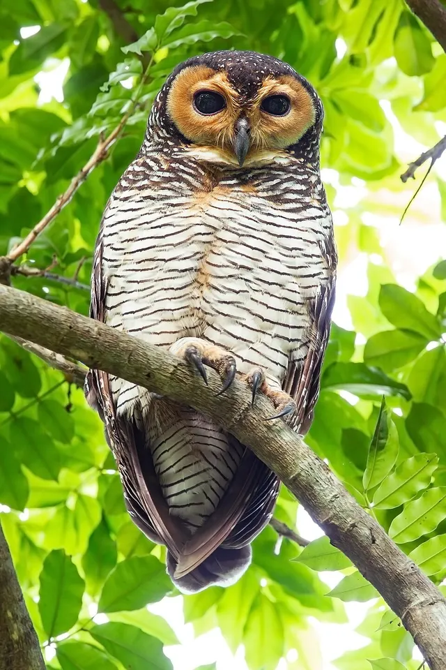Spotted wood owl