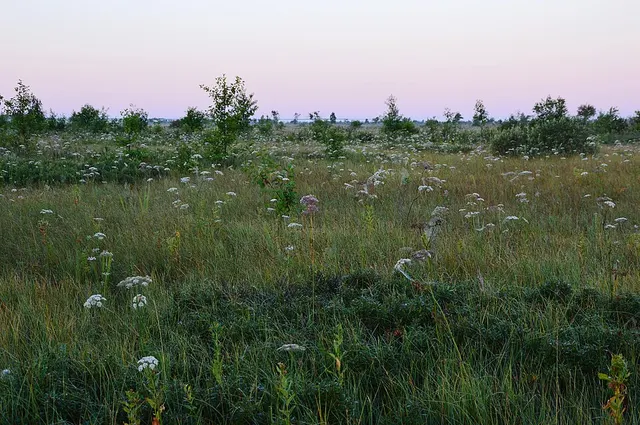 Fen