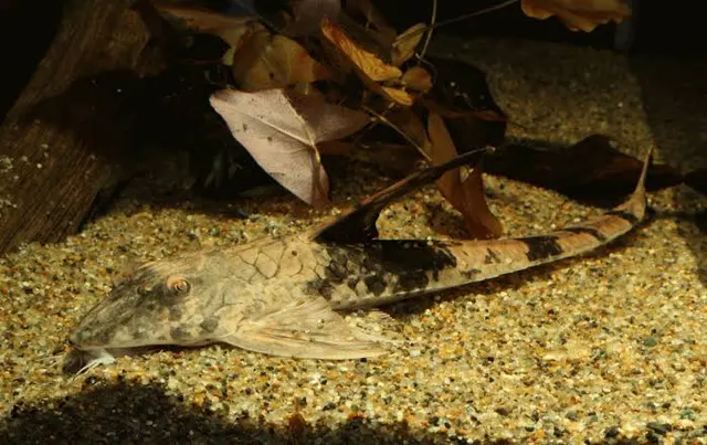 Loricariidae