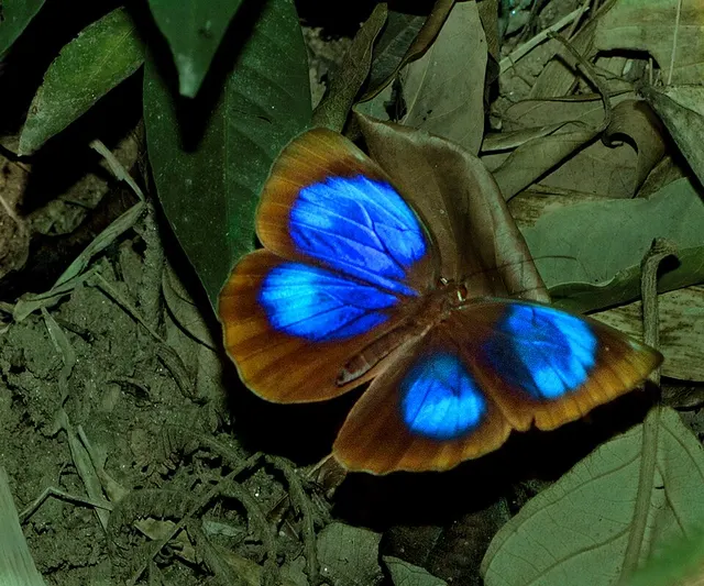 Thaumantis diores