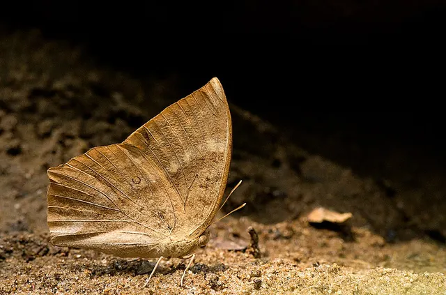 Discophora sondaica