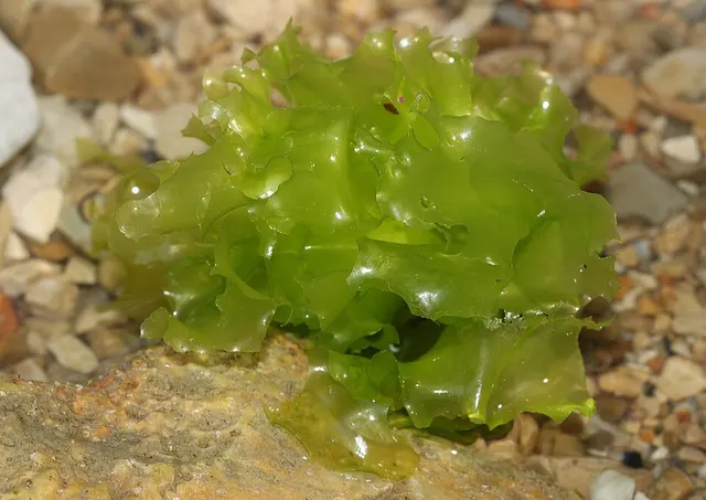 Sea lettuce