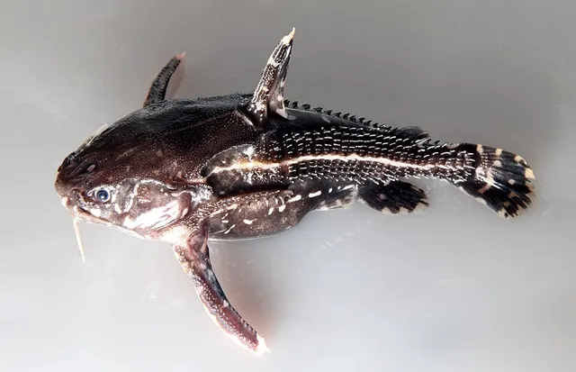 Acanthodoras