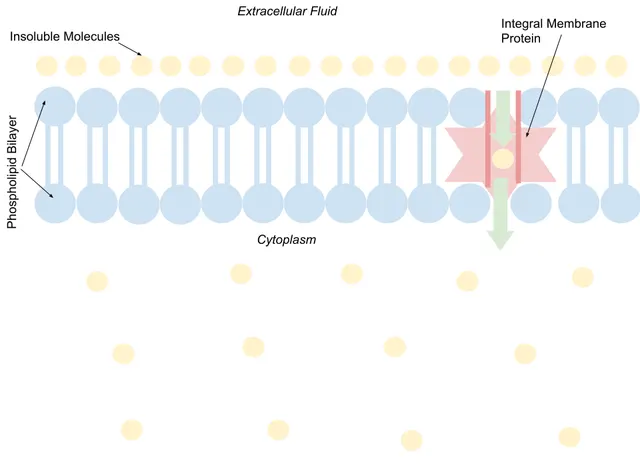 Diffusion facilitée