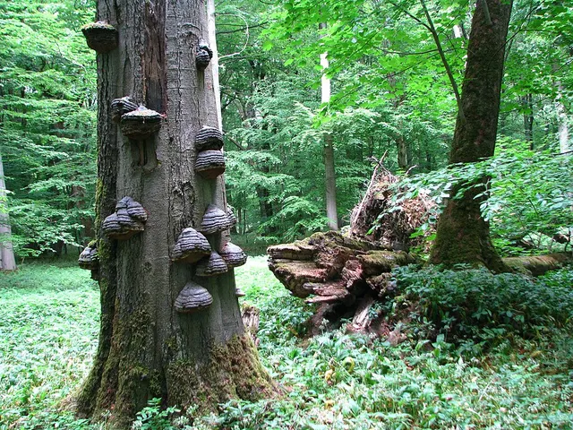 Hainich
