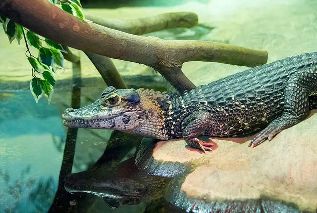 Black caiman