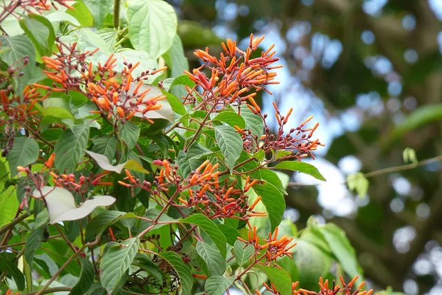Hamelia patens