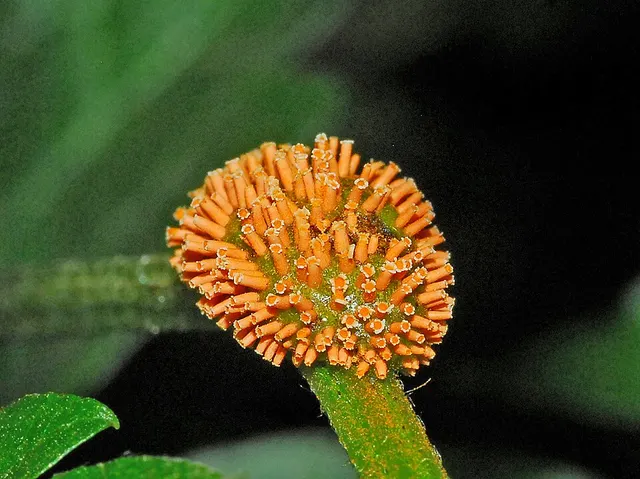 Puccinia recondita